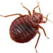 bed bug control madoc