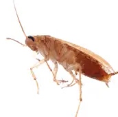 cockroach control madoc