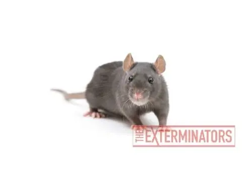 rat exterminator madoc